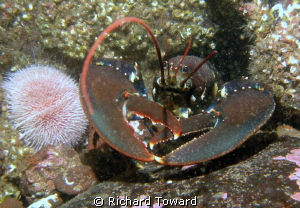 Lobster, taken on Canon A570is with Epoque Strobe. by Richard Toward 